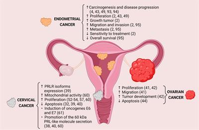 The Relevant Participation of Prolactin in the Genesis and Progression of Gynecological Cancers